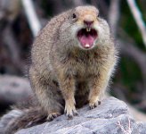 Ground-Squirrel.jpg