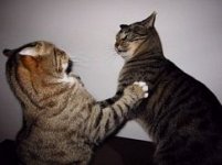 cat_fight.jpg