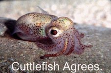 cuttlefish.jpg