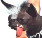 elwood_180.jpg