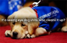 seeing dog.jpg