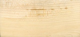 Canadian mountain Maple.jpg