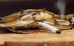 smoking-crab-26565-1239116595-4 (1).jpg