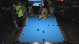 alex big dog.JPG