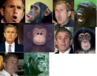 bush1.jpg