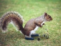 S. Florida Squirrel.jpg
