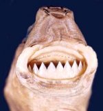 cookieteeth.jpg