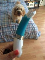 bad dog.jpg