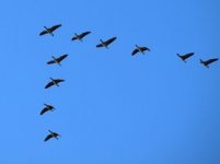 IMG_3156.JPG
