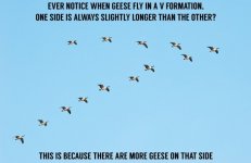 v geese.jpg