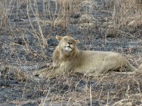 young lion smiling-2.jpg