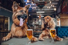 2 dogs.jpg