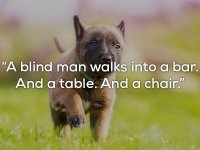 puppies.jpg