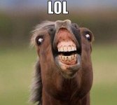 funny-horse.jpg
