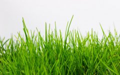Broadway-Grass2.jpg