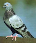 pigeon1.jpg