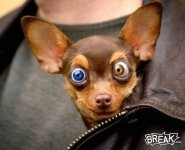 Doggie.jpg