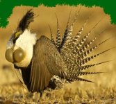 gunnison-sage-grouse.jpg