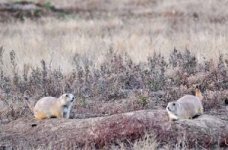 Prairie-Dogs-sm_1.jpg