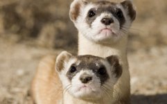 large-Black-footed-Ferret-photo.jpg