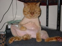 shaven-pussy.jpg