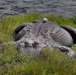 Gator Ball.jpg