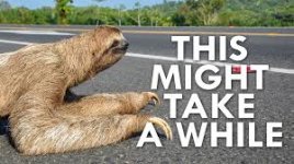 sloth.jpg