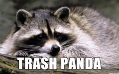 panda.jpg