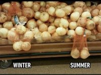 Onions.jpg