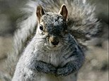 squirrel_big.jpg