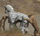 zebra-costume-13589.jpg