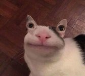 meow.jpg