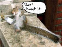 squirrel.JPG