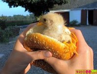 30-Funny-Pictures-of-Chicken-4.jpg