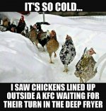 cold chickens.jpg