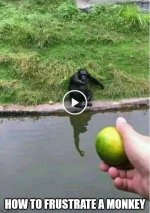 monkey.jpg