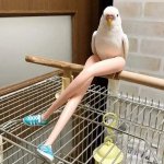 Bird Legs.jpg