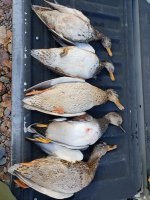 ducks3.jpg