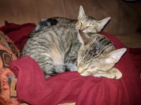 kitty2.jpg