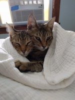 kitty3.jpg