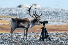 elk-74342.jpg