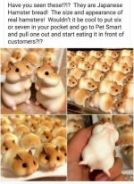 Hamsters.jpg