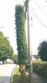 vandalismimg007.jpg