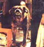 Cujo.jpg