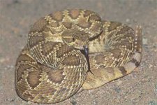 mojave_rattler_off_road.jpg