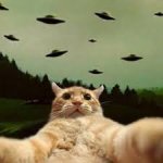 cat.jpg