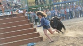 bull.jpg