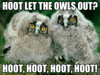 5fbffb199502dcb43661889d0042f159--owl-babies-baby-owls.jpg