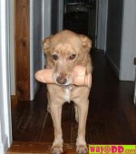 funny-pictures-dog-eats-a-weiner-9vG.jpg