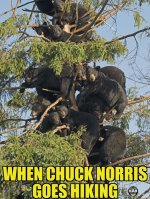 Chuck norris.jpg